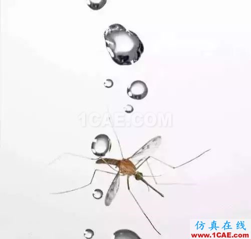 為什么蚊子永遠不會被雨砸死？千萬別被孩子問住了！fluent分析案例圖片4